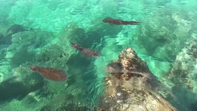 Three calamaries alongshore in azure sea water