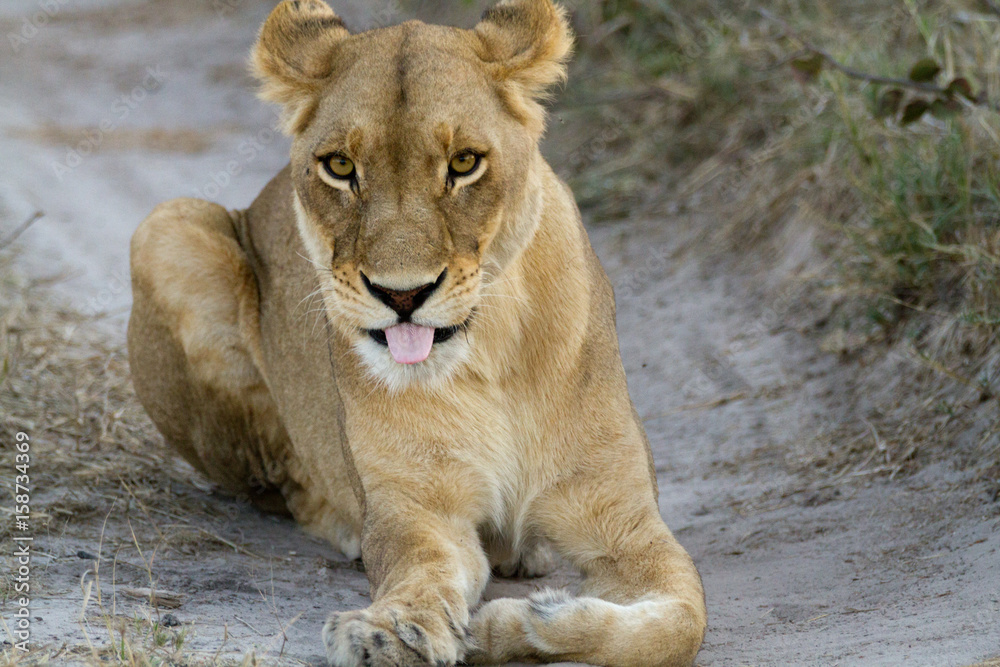 Canvas Prints lions of the moremi reserve in botswana