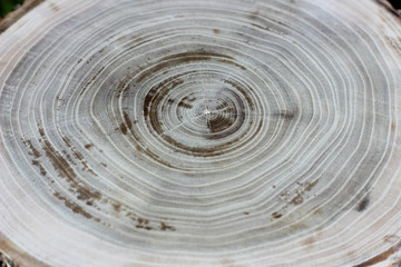 annual rings on the cut surface of wood