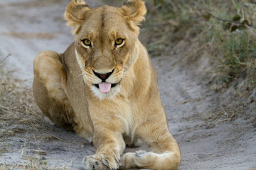 lions of the moremi reserve in botswana