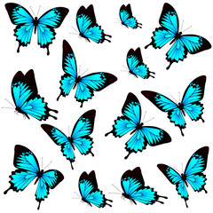 beautiful blue butterflies, isolated  on a white