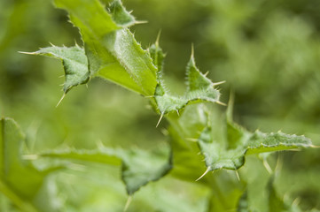 Wallpaper macro green leaf central position blur background