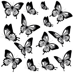 Obraz premium black butterfly, isolated on a white