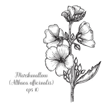 Hand drawn ink illustration of marshmallow