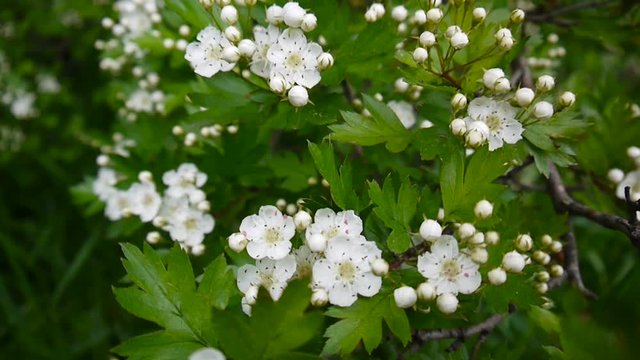 Close up blossom of flowers of hawthorn swaying and out of focus green background. White flowers of cratagus mongyna, Crataegus monogyna.
