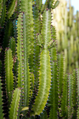 Green cactus growing in Gran Canaria, Canary Islands, Spain