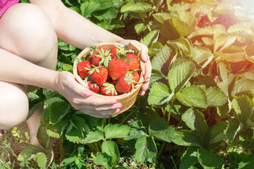 The hand of a young woman are holding the pan with fresh strawberries under strawreries plants.