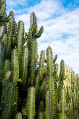 Green cactus growing in Gran Canaria, Canary Islands, Spain