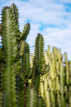 Green cactus growing in Gran Canaria, Canary Islands, Spain