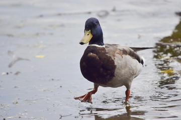 Funny waddle duck