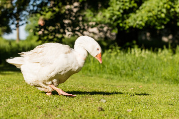 White geese