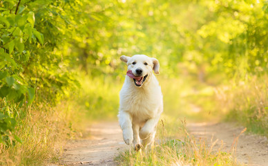 Closeup photo of a beauty Labrador dog - 158735551