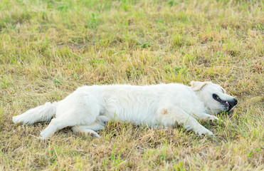 Fototapeta premium Photo of a beauty Golden retriever dog
