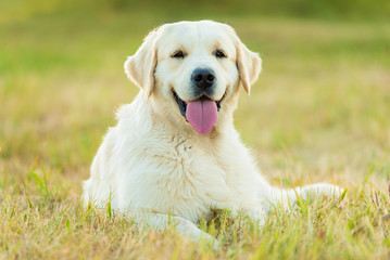 Photo of a beauty Golden retriever dog