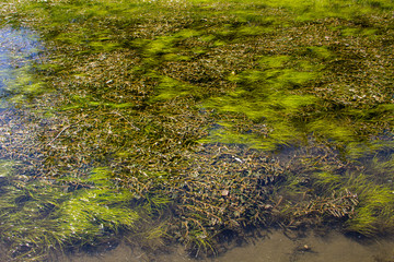 Green algae in the water surface