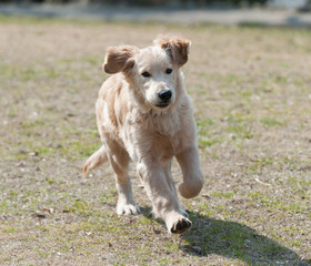 ゴールデンレトリバーの仔犬