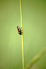Blutzikade / Die makro Fotografie einer Blutzikade, Cercopis vulnerata,  auf einem Grashalm.