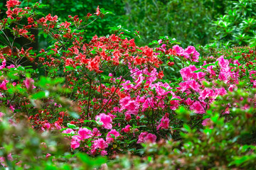 Spring flowers in Isabella Plantation, a woodland garden in Richmond Park in south west London