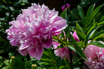 Obraz premium Pfingstrose