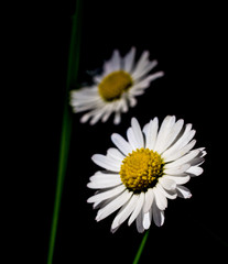 Obraz premium Daisy flowers on a black background