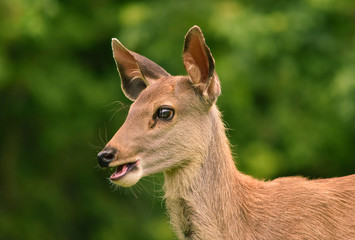 Deer fawn, Khao Yai National Park, Thailand.