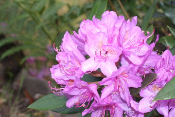 flower`s flourishing