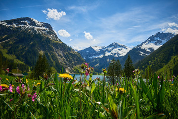 Vilsalpsee im Tannheimer Tal mit Blumenwies und Bergkulise im Frühling