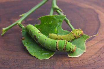 Green worm