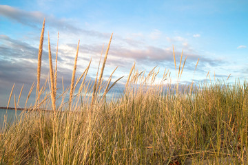 Dune Grass Beach Background.  Dune grass blows in the summer breeze with the blue water of Lake...