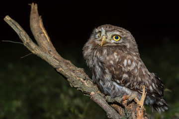Little owl or Athene noctua perched on branch