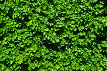 Ivy green leaves background