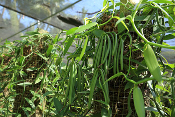 green vanilla plants and fruits in growth at garden