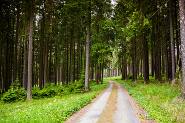 Forest road
