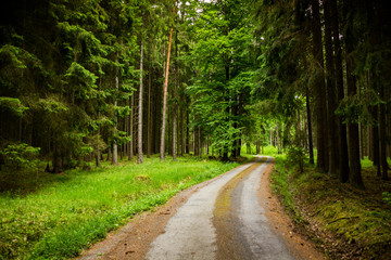 Forest road