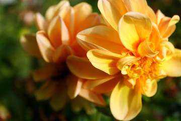 Yellow-orange flower. Peony. Vegetation. Vegetable world. Nature. Light flowers. Fresh. Close-up. Macro.