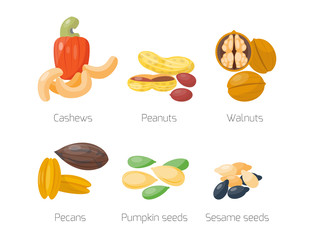 Piles of different nuts peanut walnut cashew pecans tasty seed vegetarian nutrition vector illustration