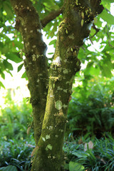 Fresh young cocoa pods in growth on the tree