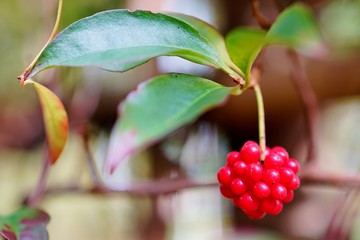 サネカズラの実