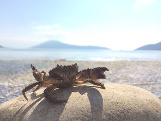 Sea crab with claws on the smooth round stone sea beach and mountains unfocused background
