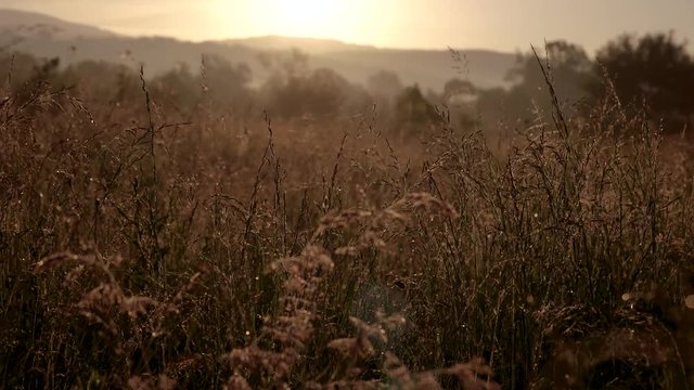 Bright Glade With Wild Flowers, Grass and Dew at Sunrise/ Sunset. Real Time Steady Shot