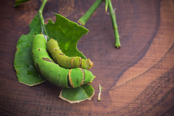 Green worm