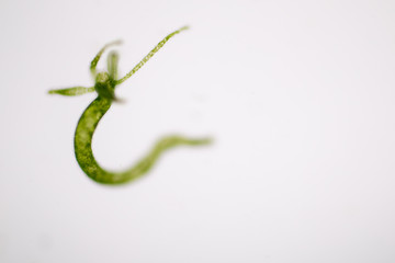 Hydra is a genus of small, fresh-water animals of the phylum Cnidaria and class Hydrozoa under the microscope for education.