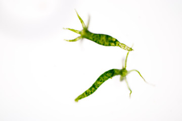 Hydra is a genus of small, fresh-water animals of the phylum Cnidaria and class Hydrozoa under the microscope for education.