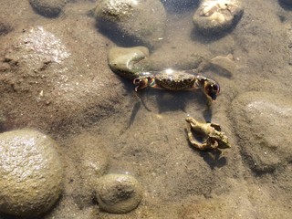 Crab with sea shell looking at camera on the bottom under water with sand and stones background top view