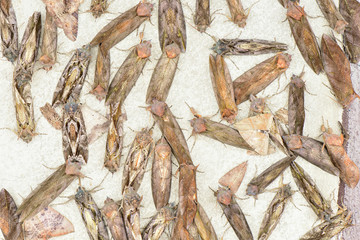 Fototapeta premium Group of wild butterfly sleep on concrete wall