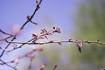  On the apple blossom leaves