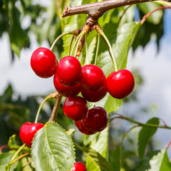 Kirschen - Cherries