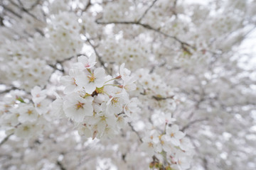 満開の桜