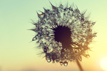 Dew drops on a dandelion seeds at sunrise close up. - obrazy, fototapety, plakaty