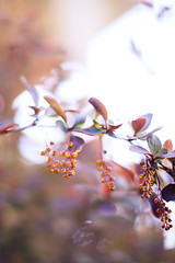  Barberry blooming in the garden